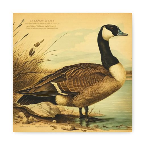Canadian Goose Vintage Antique Retro Canvas Wall Art – This Art Print Makes the Perfect Gift for any Nature Lover. Decor You Can Love.