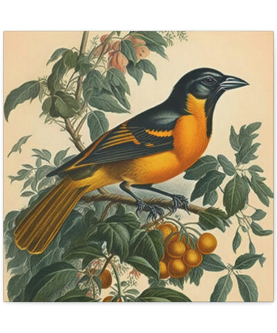 75767 175 400x480 - Baltimore Oriole Vintage Antique Retro Canvas Wall Art - This Art Print Makes the Perfect Gift for any Nature Lover. Uplifting Decor.