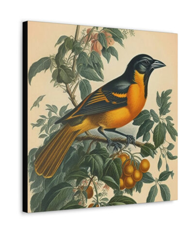 75767 176 400x480 - Baltimore Oriole Vintage Antique Retro Canvas Wall Art - This Art Print Makes the Perfect Gift for any Nature Lover. Uplifting Decor.