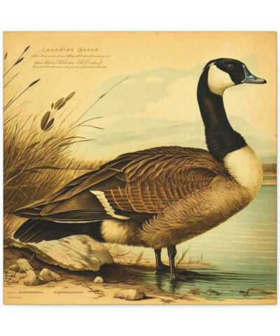 Canadian Goose Vintage Antique Retro Canvas Wall Art – This Art Print Makes the Perfect Gift for any Nature Lover. Decor You Can Love.