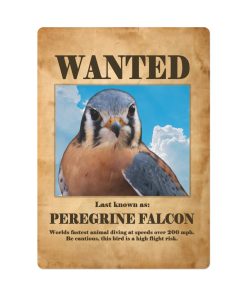 Wanted: Peregrine Falcon Poker Cards