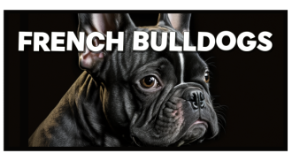 French Bulldogs e1680338262593 - Mowbi Brand Gifts