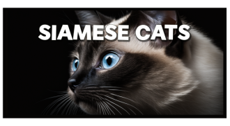 Siamese Cats e1680338219876 - Mowbi Brand Gifts