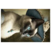 Vintage Victorian Siamese Cat Jigsaw Puzzle 500 and 1000 Piece I - a perfect gift for the Siamese Cat lover in your family