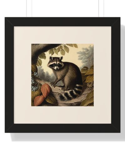 69666 30 400x480 - Vintage Wildlife Raccoon Framed Print