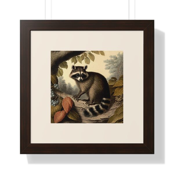 Vintage Wildlife Raccoon Framed Print