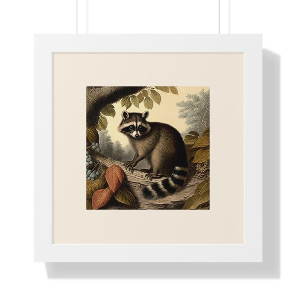 Vintage Wildlife Raccoon Framed Print